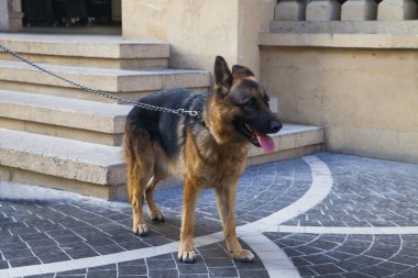 Güzel Alman çoban köpeği.