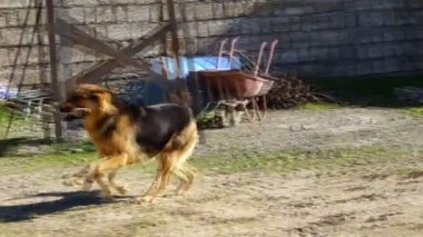 bahçede bir Alman çoban ile oynadı adam