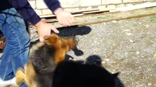 The guy played with a German shepherd in the yard — Stock Video