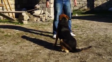 bahçede bir Alman çoban ile oynadı adam