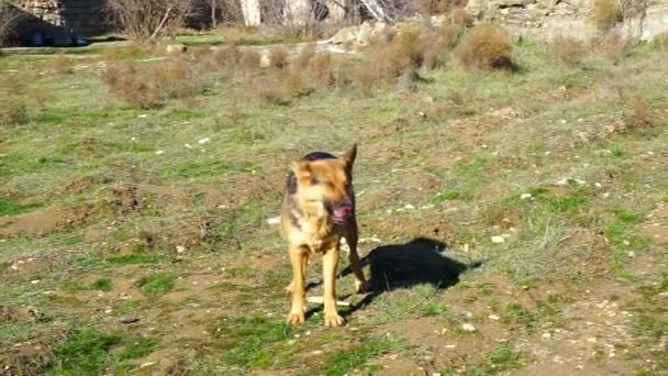 The guy played with a German shepherd in the yard — Stock Video