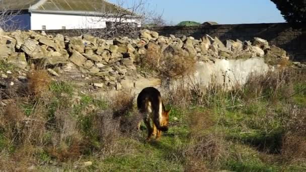 Il ragazzo ha giocato con un pastore tedesco nel cortile — Video Stock