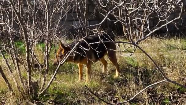 Ο τύπος που έπαιξε με μια γερμανική βοσκός στην αυλή — Αρχείο Βίντεο