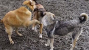 farklı doğurmak-in köpek kulübesi bahçede oynayan köpekler.