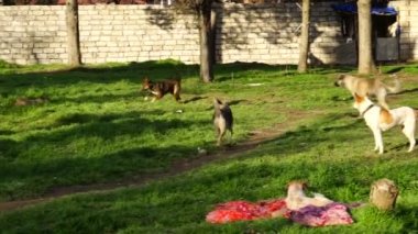 farklı doğurmak-in köpek kulübesi bahçede oynayan köpekler