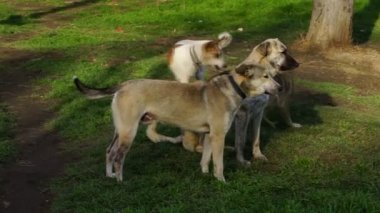 farklı doğurmak-in köpek kulübesi bahçede oynayan köpekler
