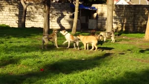 Olika raser av hundar som spelar på kennel gården — Stockvideo