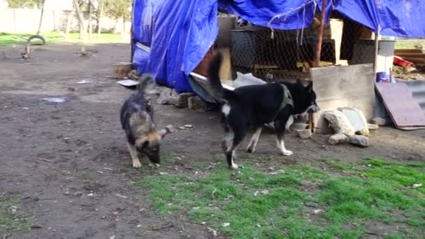 Different breeds of dogs playing in the kennel yard — Stock Video