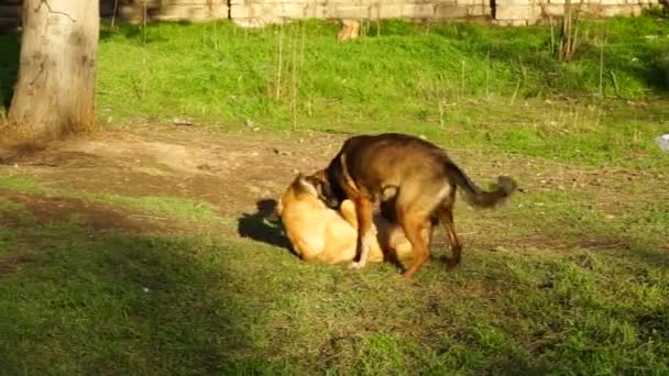 Verschillende rassen van honden spelen in de tuin van de kennel — Stockvideo