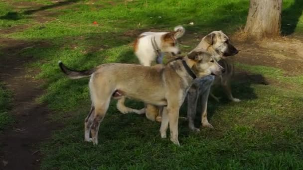 Raças diferentes de cães brincando no quintal do canil — Vídeo de Stock