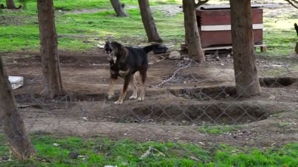 Different breeds of dogs playing in the kennel yard — Stock Video