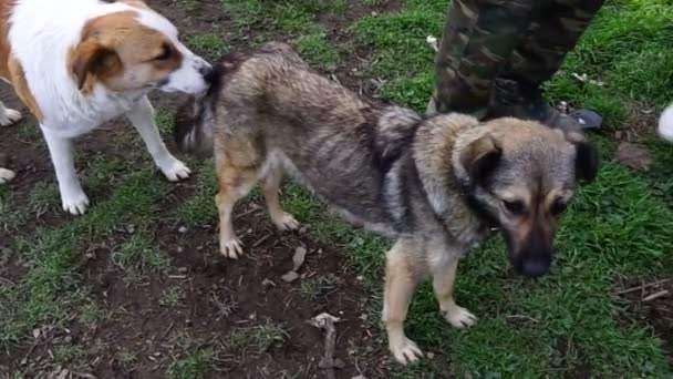 Different breeds of dogs playing in the kennel yard — Stock Video