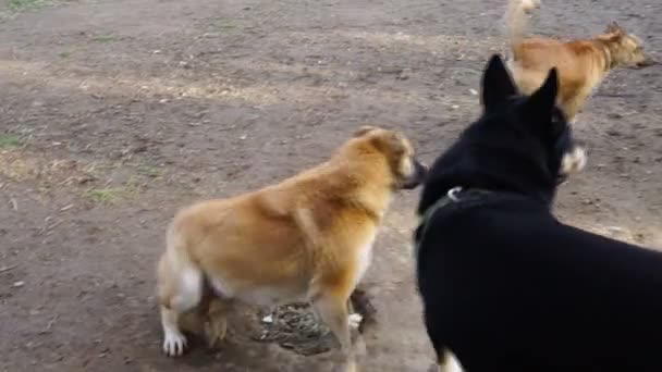 Diferentes razas de perros que juegan en el patio de la perrera — Vídeo de stock