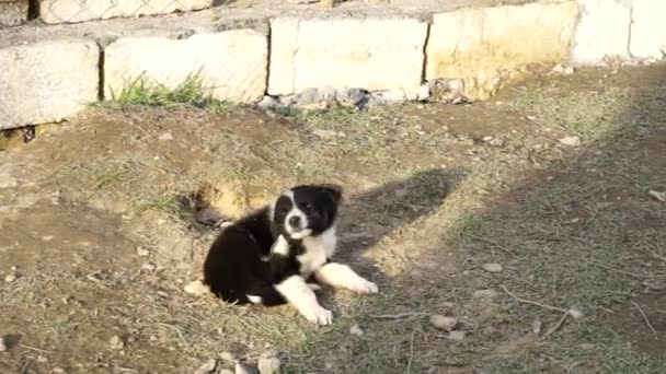 différentes races de chiens jouant dans la cour de chenil 