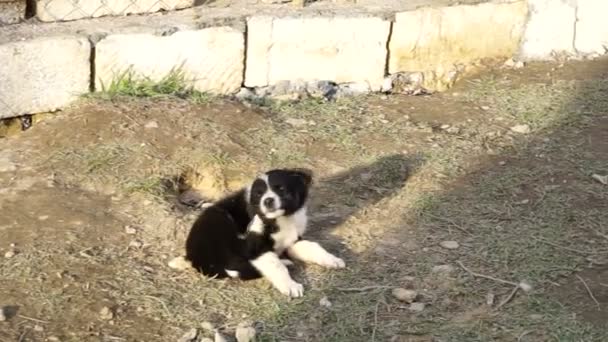 Verschillende rassen van honden spelen in de tuin van de kennel — Stockvideo