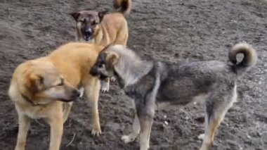 farklı doğurmak-in köpek kulübesi bahçede oynayan köpekler