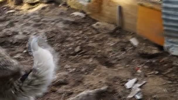 不同品种的狗在狗窝院子里玩耍 — 图库视频影像