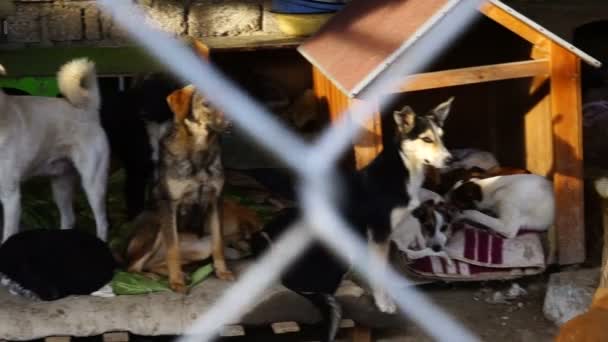 Different breeds of dogs playing in the kennel yard — Stock Video