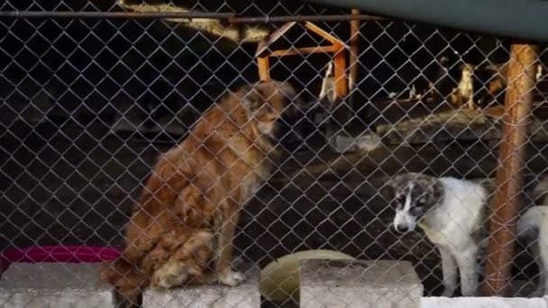 Different breeds of dogs playing in the kennel yard — Stock Video