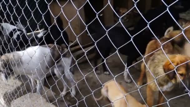 不同品种的狗在狗窝院子里玩耍 — 图库视频影像