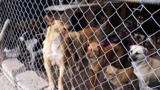 Different breeds of dogs playing in the kennel yard — Stock Video