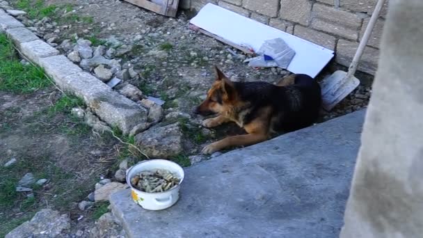 美しいドイツ語羊飼いがフライパンから食品を食べる — ストック動画