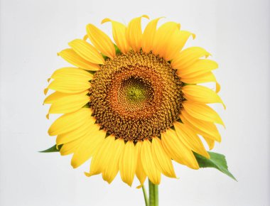 Beyaz Arkaplan 'da Güzel Sarı Ay Çiçeği Doğayı ve Tarım Konseptini Temsil Ediyor