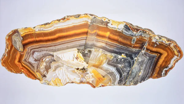 Yıllık halkaları ve mineral değişimlerini gösteren taşlaşmış bir tahta parçası, beyaz üzerine izole edilmiş..