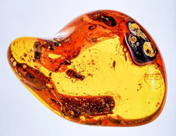 Büyük bir parça ham kehribar görünür böcek ve bal rengi ile saf beyaz arka planda izole.