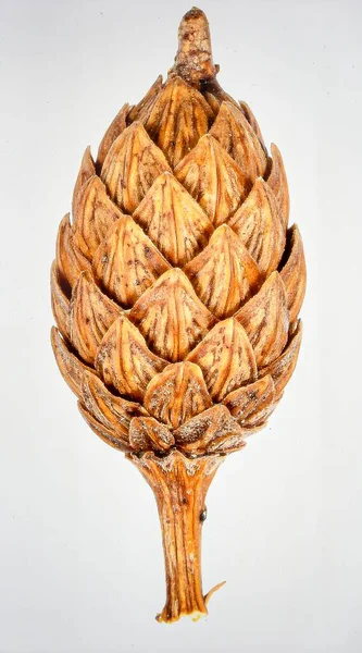 Beyaz Arkaplanda Achene Meyvesi, Botanik Üreme ve Bitki Dağılımı Konseptini Temsil eden Küçük Kuru Tohum Meyvesi