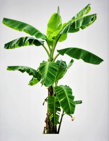 Beyaz Arkaplanda Yeşil Yapraklı Muz Ağacı, Tropikal Meyve Bitkisi Zenginliği ve Doğal Büyüme Kavramını Sembolize Ediyor