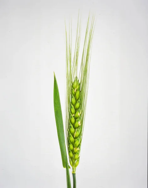 Beyaz arka planda izole edilmiş tohumlu arpa bitkisi, Üretim, Gıda ve Tarım Konsepti için kullanılan besleyici tahıl mahsulü