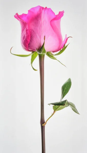 Beyaz Arkaplanda Güzel Pembe Gül Çiçeği, Aşk ve Zarafeti Sembolize eden Romantik Çiçek