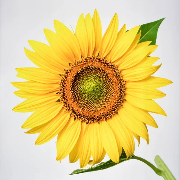 Beyaz Arkaplan 'da Güzel Sarı Ay Çiçeği Doğayı ve Tarım Konseptini Temsil Ediyor