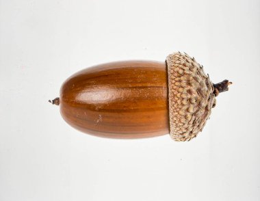 Beyaz arka planda izole edilmiş meşe tohumu, Orman Üretimi ve Doğal Yaban Hayatı Beslenme Konseptini temsil eden Ağaç Cevizi