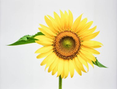 Beyaz Arkaplan 'da Güzel Sarı Ay Çiçeği Doğayı ve Tarım Konseptini Temsil Ediyor