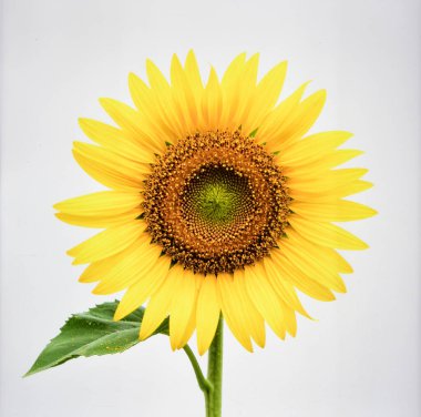 Beyaz Arkaplan 'da Güzel Sarı Ay Çiçeği Doğayı ve Tarım Konseptini Temsil Ediyor