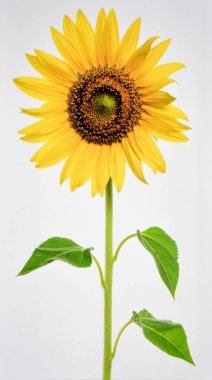 Beyaz Arkaplan 'da Güzel Sarı Ay Çiçeği Doğayı ve Tarım Konseptini Temsil Ediyor