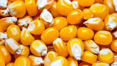 Close up corn kernels surface showing fresh organic cereal grain texture