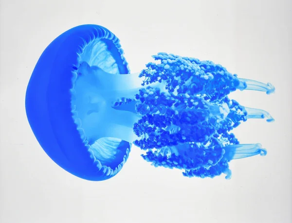 Parlak Mavi Denizanası Beyaz Arkaplanda Biyotik Su Organizması ve Deniz Yaşamı Konseptini Temsil Ediyor