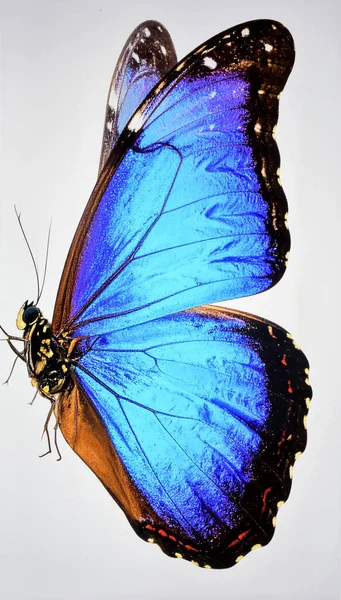 Parlak Mavi Kelebek Beyaz Arkaplanda İzole Edildi Egzotik Biyotik Böcek ve Doğal Güzellik Konsepti