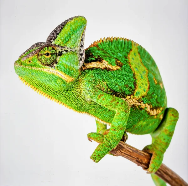 Beyaz Arkaplandaki Parlak Yeşil Bukalemun Kertenkelesi Tropikal Vahşi Yaşam ve Doğal Adaptasyon Konseptini Temsil Etti