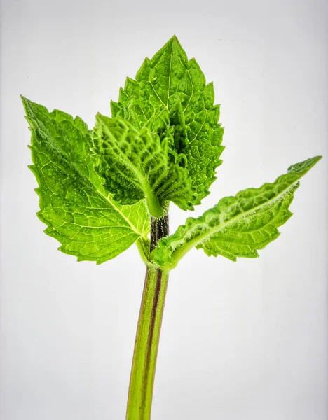Parlak Yeşil Nane Çiçeği Bud Beyaz Arkaplanda Bitkisel Bitki ve Biyotik Gelişim Konseptini Temsil Ediyor