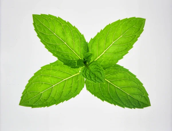 Beyaz Arkaplanda Parlak Yeşil Nane Yaprağı Kökü Bitkisel Tazelik ve Organik Biyotik Büyüme Konseptini Temsil Ediyor