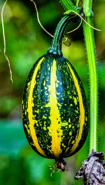 Asma üzümlü, mısır kabağı gibi yaban kabağı. Sarı çizgili ve sert kabuklu. Yaz sonlarında orman kenarında.