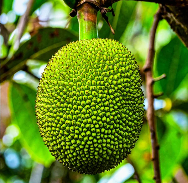 Nemli ada ormanında daldan sarkan yeşil segmentli derili ekmek meyvesi.