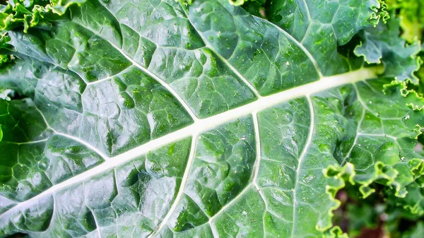 Kıvırcık doğal sebze dokusunu ve organik detayları gösteren lahana yaprağı yüzeyini kapatın.