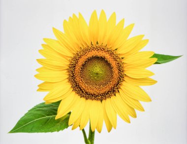 Beyaz Arkaplan 'da Güzel Sarı Ay Çiçeği Doğayı ve Tarım Konseptini Temsil Ediyor