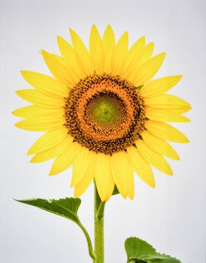 Beyaz Arkaplan 'da Güzel Sarı Ay Çiçeği Doğayı ve Tarım Konseptini Temsil Ediyor