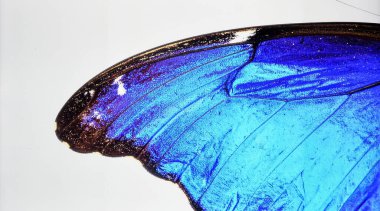 Parlak Mavi Kelebek Kanadı Beyaz Arkaplanda Biyotik Güzelliği ve Doğal Böcek Dokusunu Temsil Ediyor